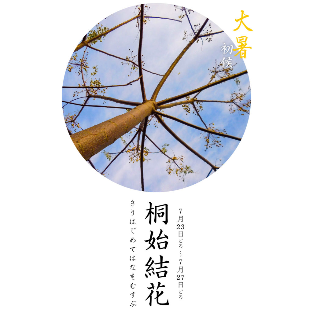 桐始結花