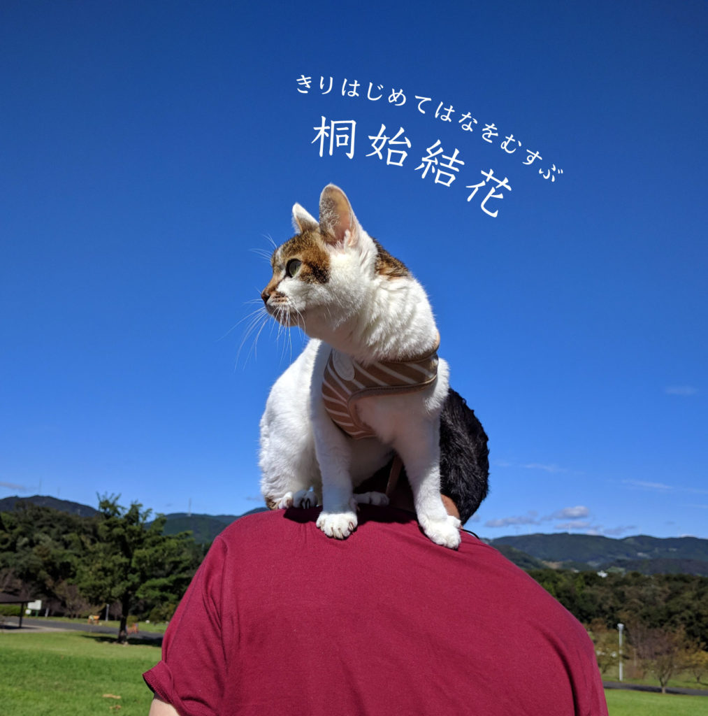 猫と桐始結花