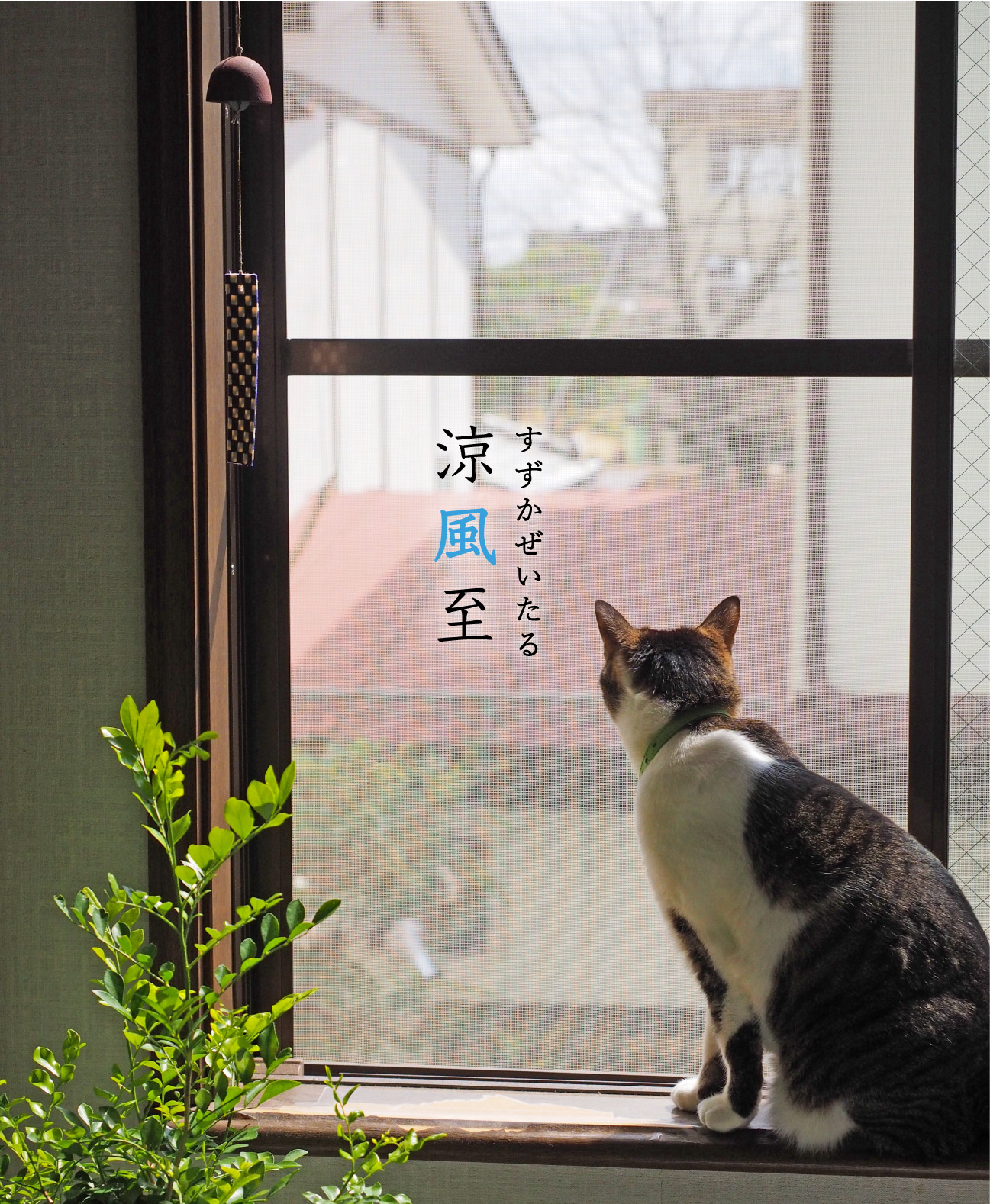 風鈴と猫