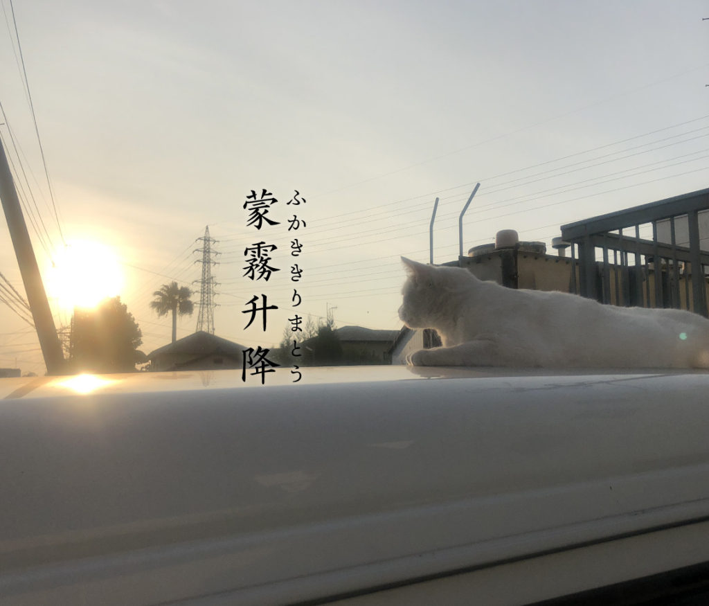 夕日と猫