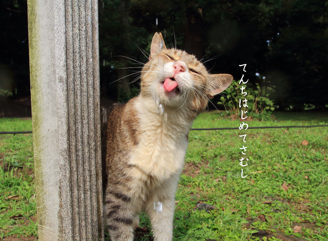 天地始粛の猫