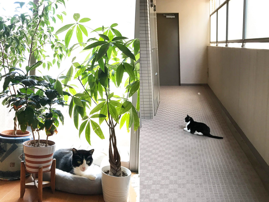 観葉植物の下と廊下でくつろぐ猫