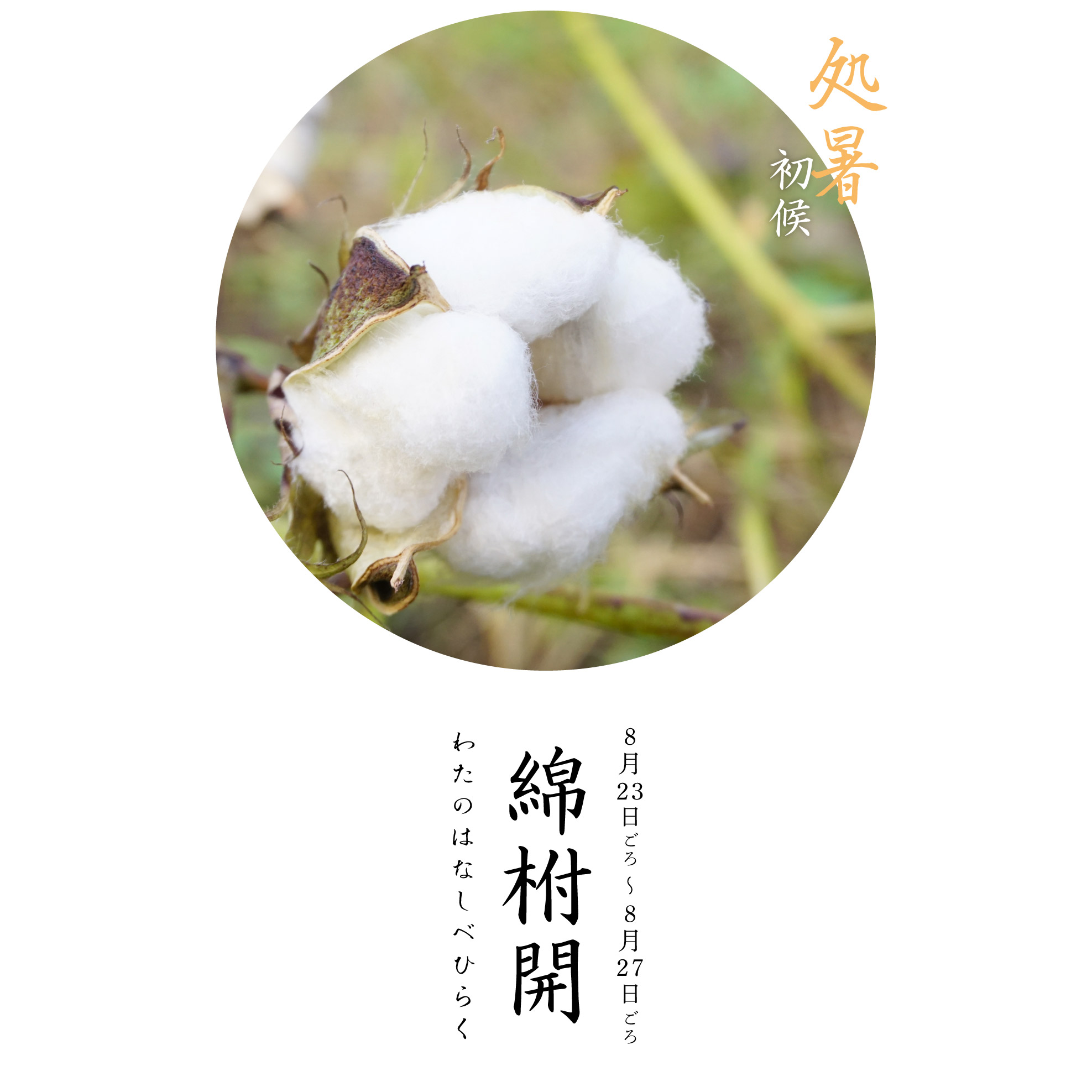 綿柎開
