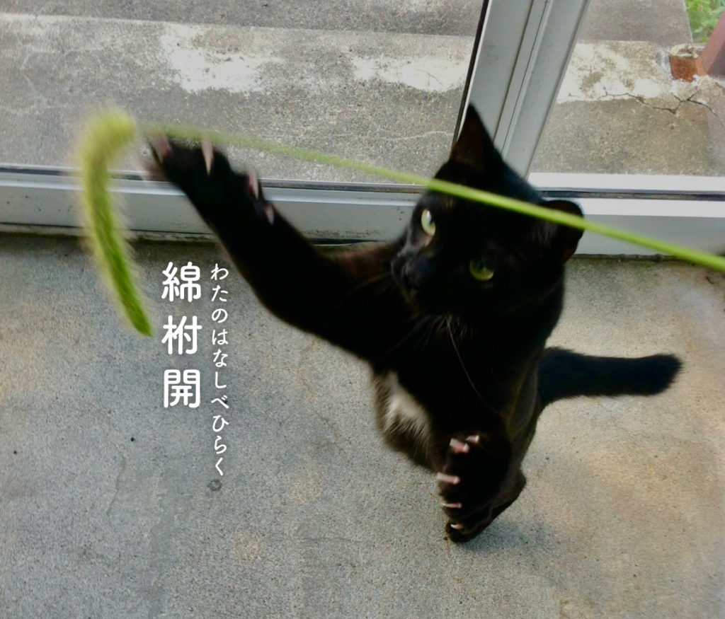 綿柎開と猫