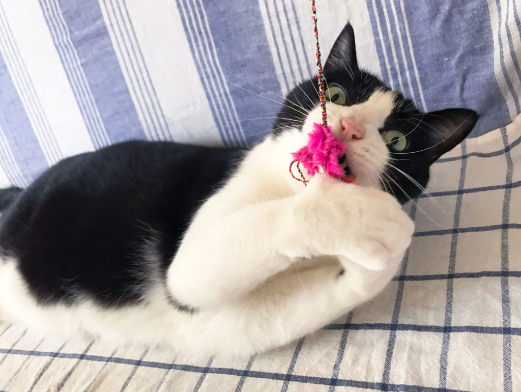 ピンクのおもちゃで遊ぶ猫