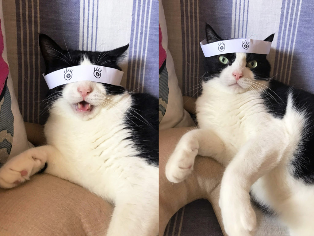 百面相はちまきで飼い主の気を引こうとする猫
