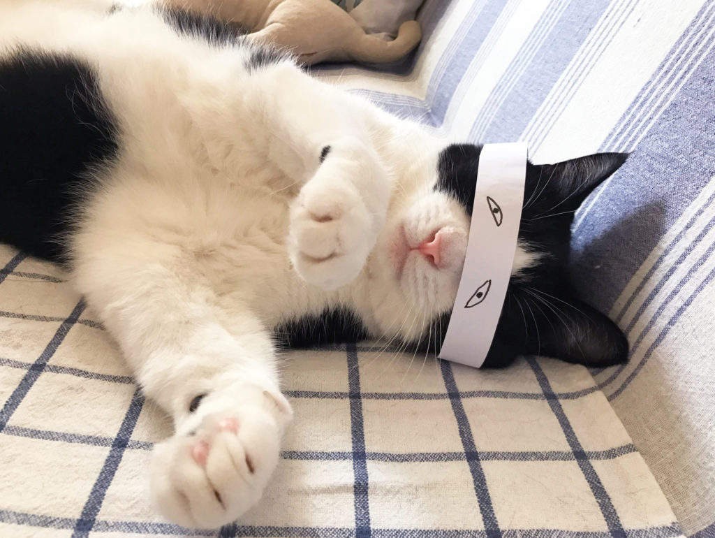 ふざけて目隠しをされる猫