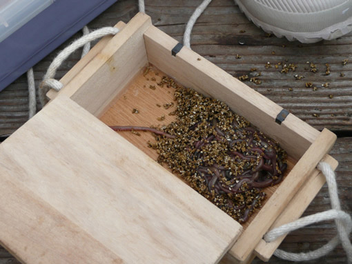釣りの餌赤イソメ