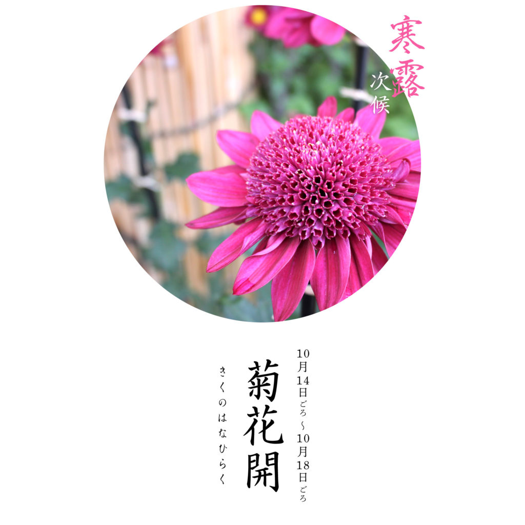 寒露次候菊花開