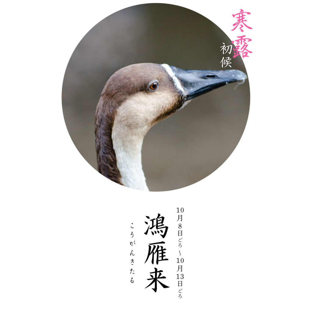 寒露初候鴻雁来