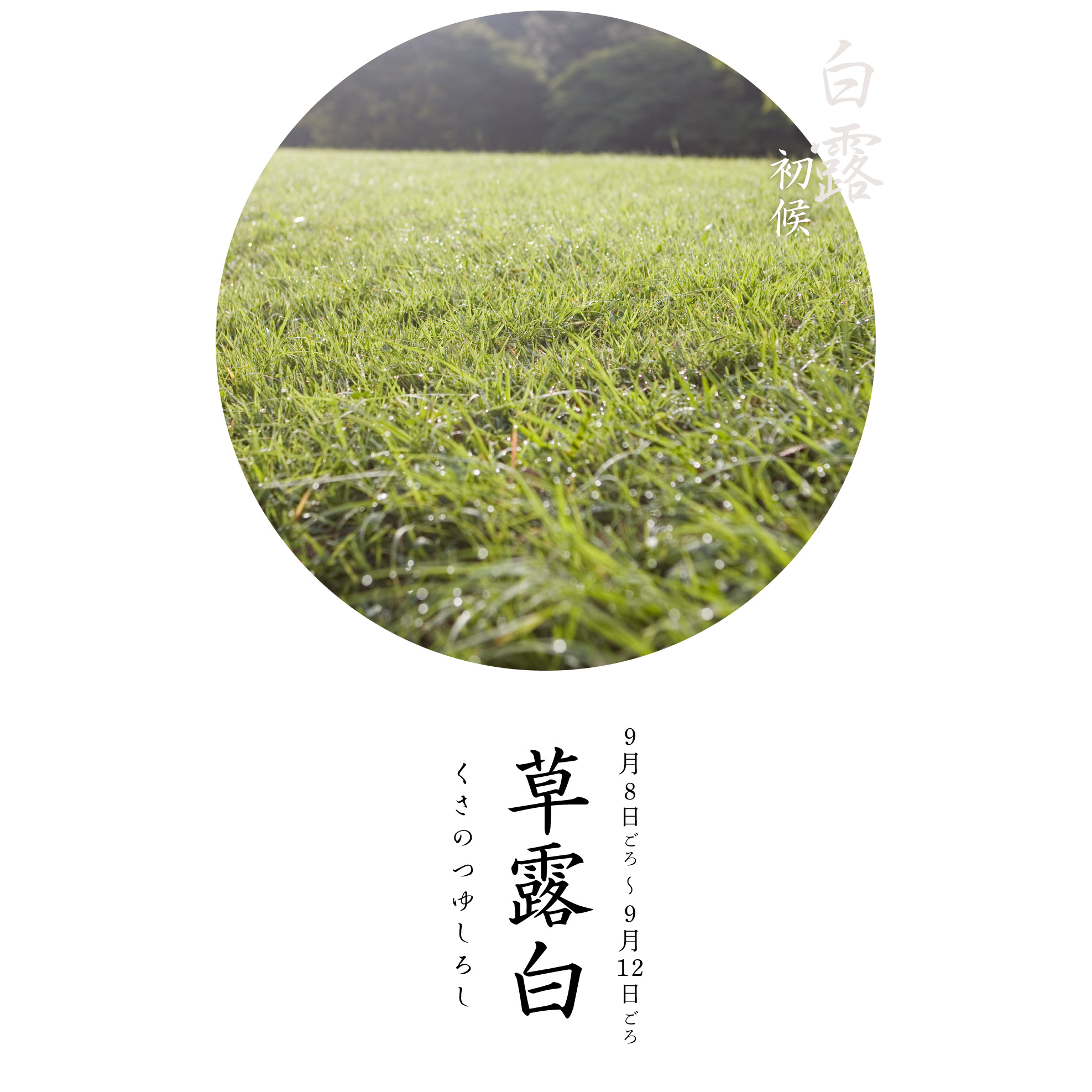 草露白