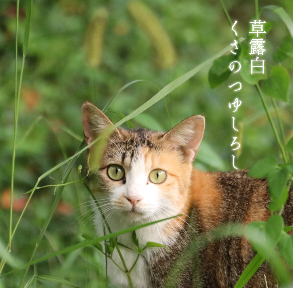 猫と草露白