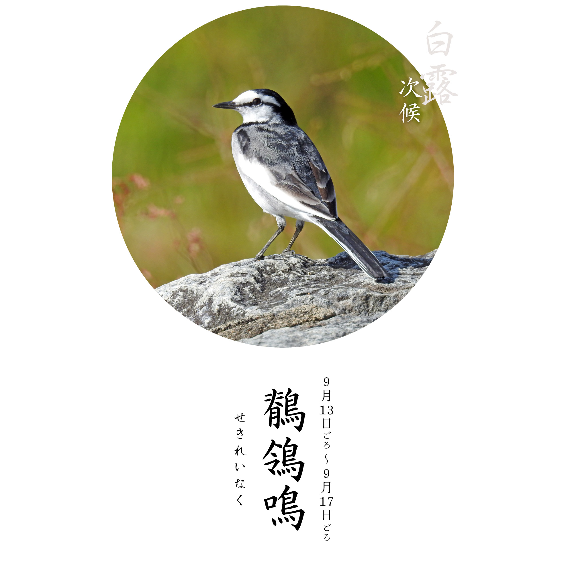 鶺鴒鳴