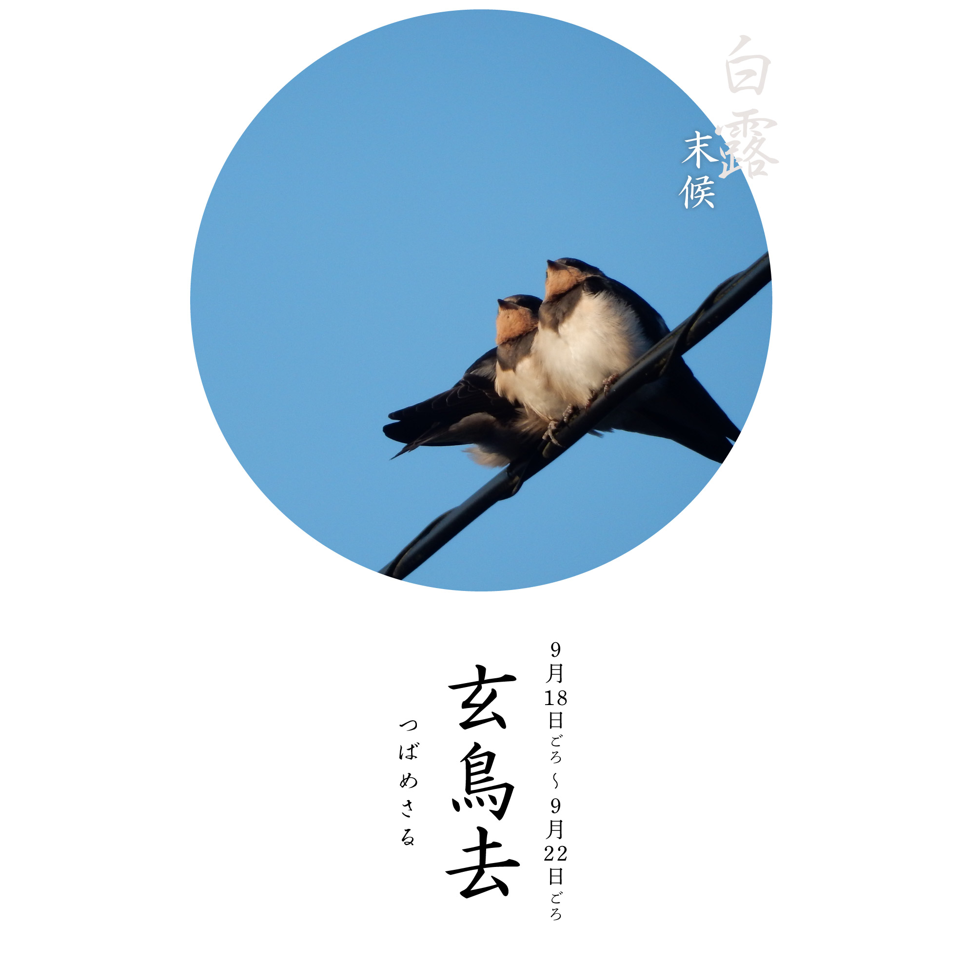玄鳥去