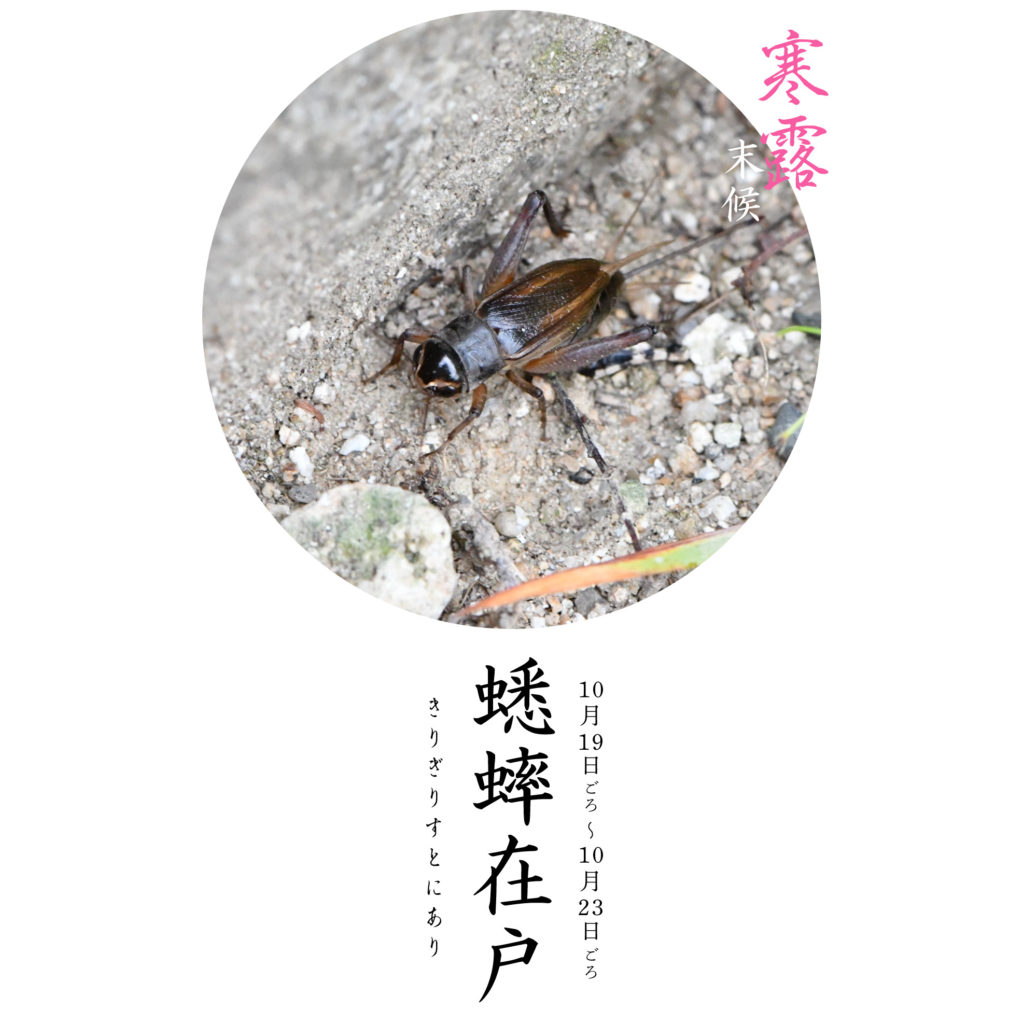 蟋蟀在戸