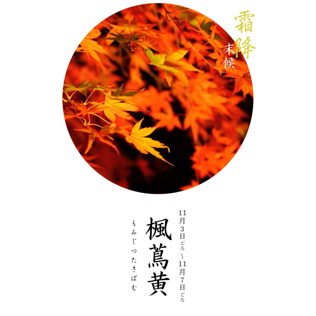 楓蔦黄