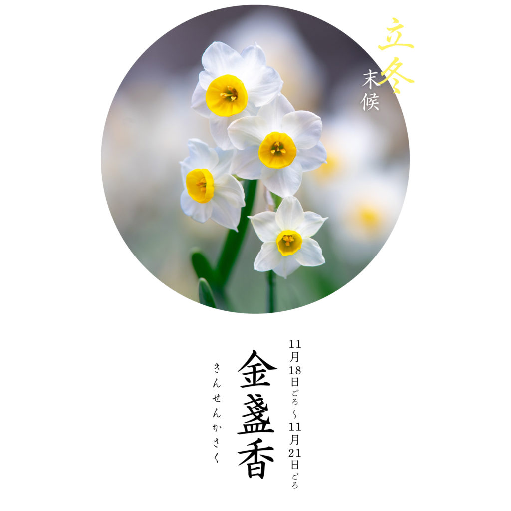 金盞香