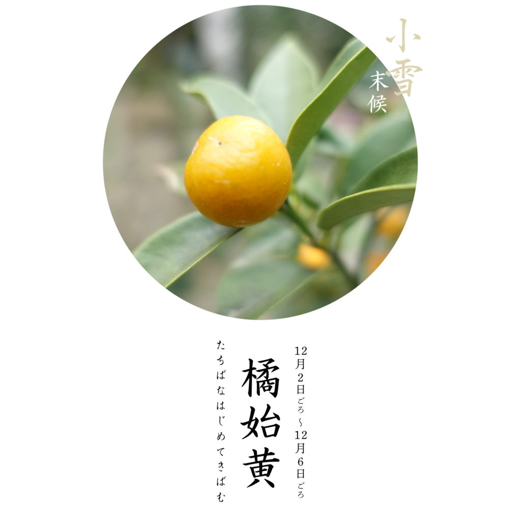橘始黄