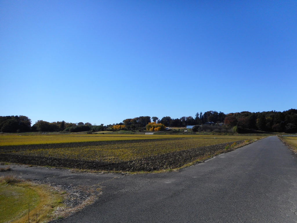 田んぼの向こうに見える屋敷林