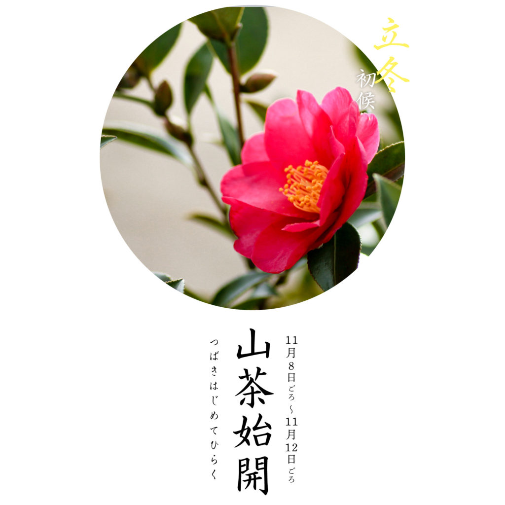 山茶始開
