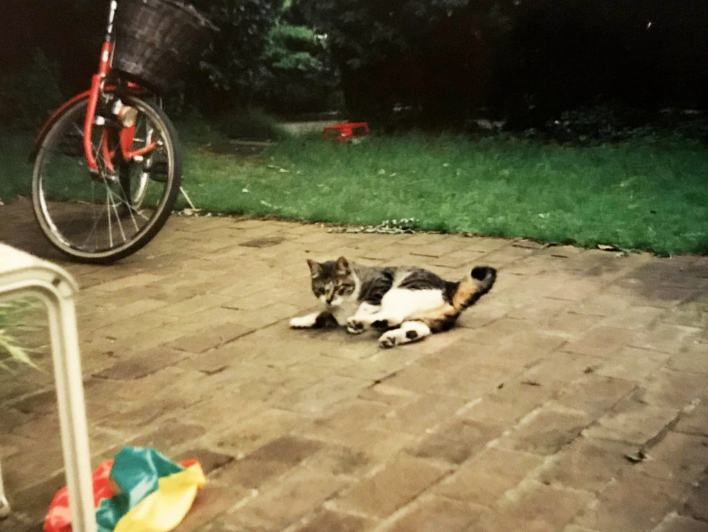 ゴロゴロする白サバ猫のにゃん