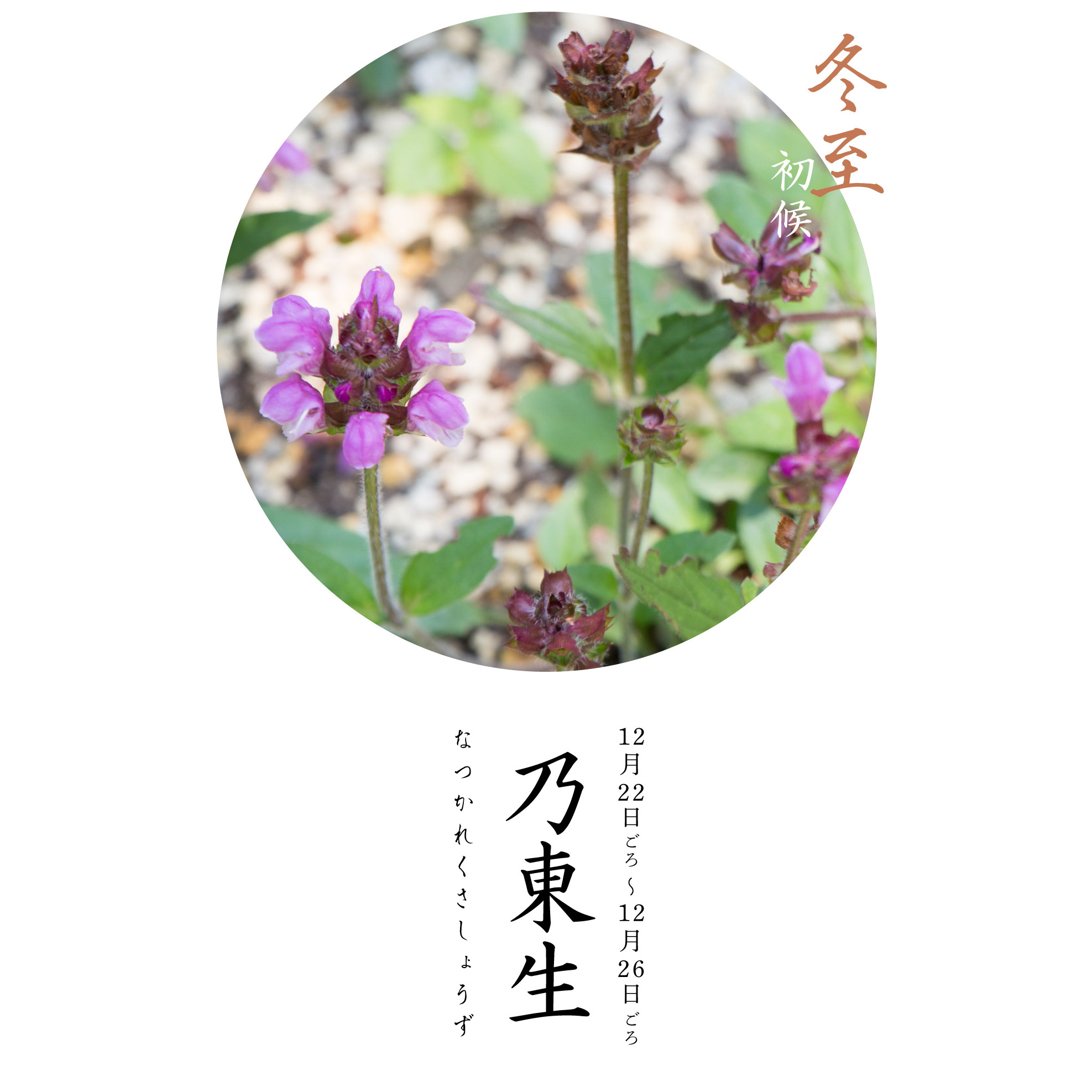 乃東生