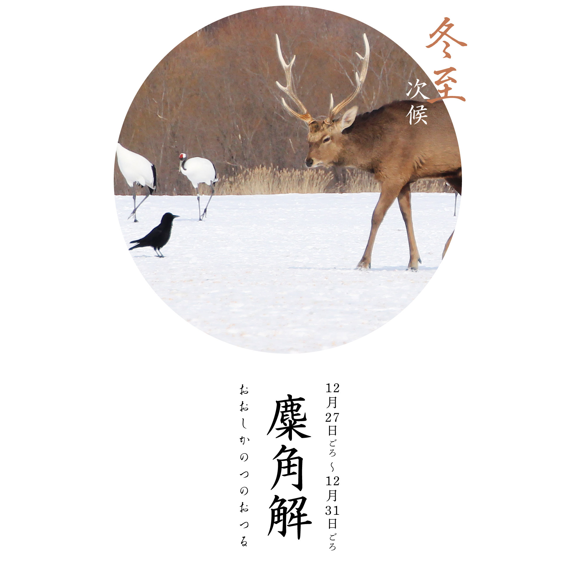 麋角解