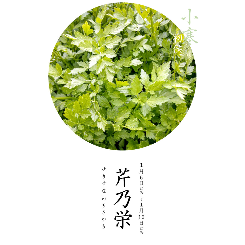 芹乃栄