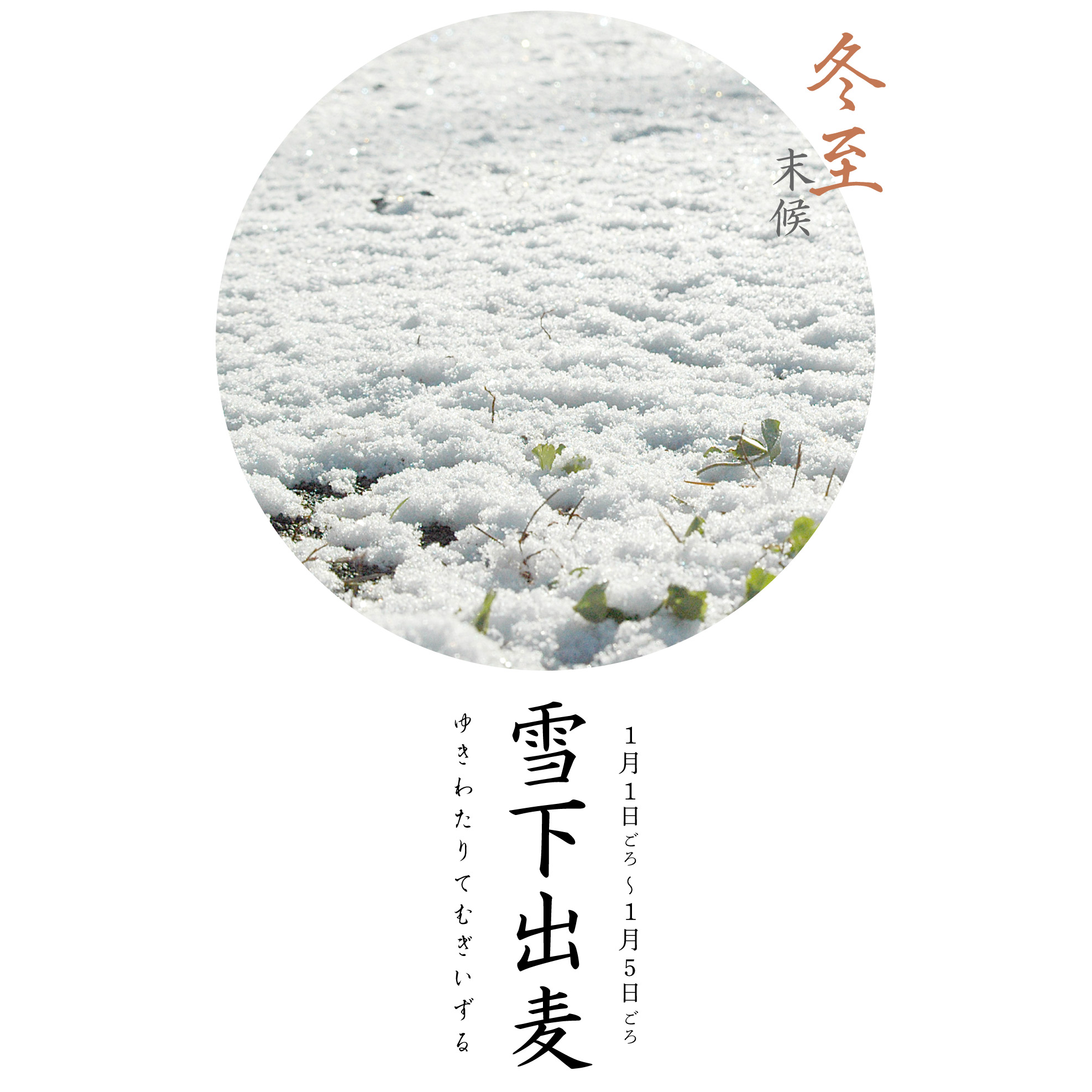 雪下出麦