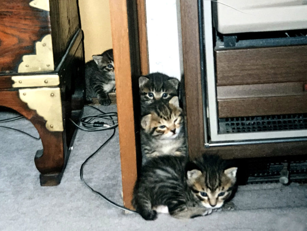 隙間で遊ぶ子猫