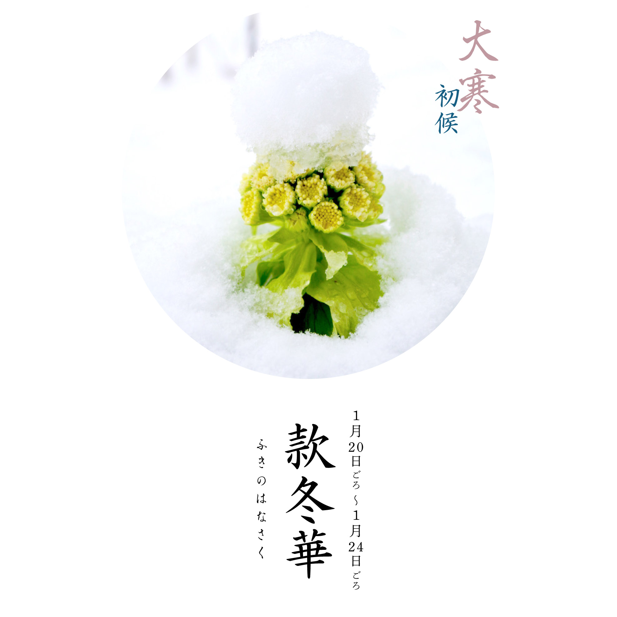 款冬華