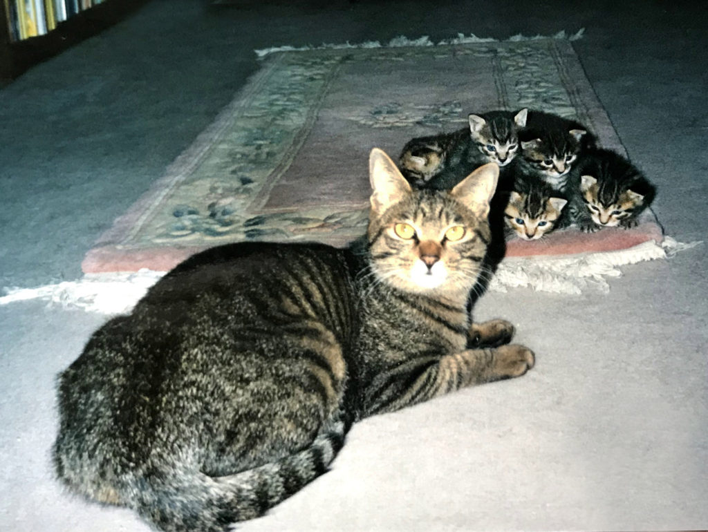 母猫と子猫たち