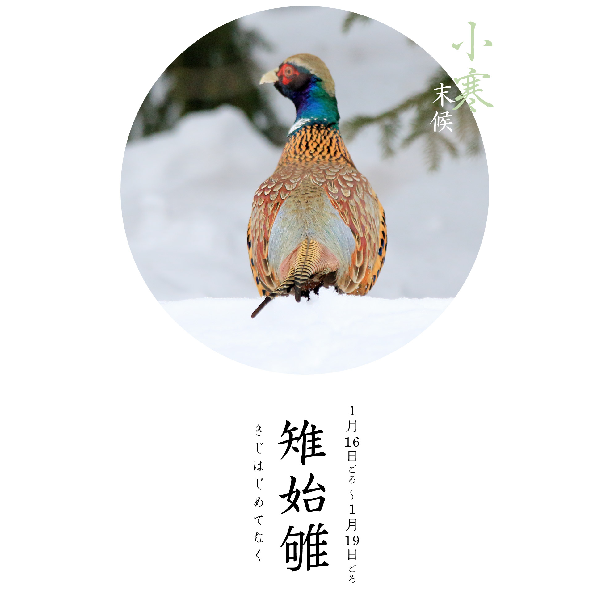 雉始雊