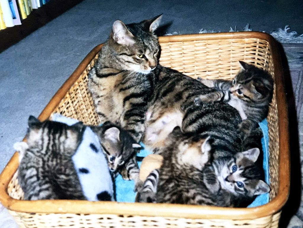 育児中の猫