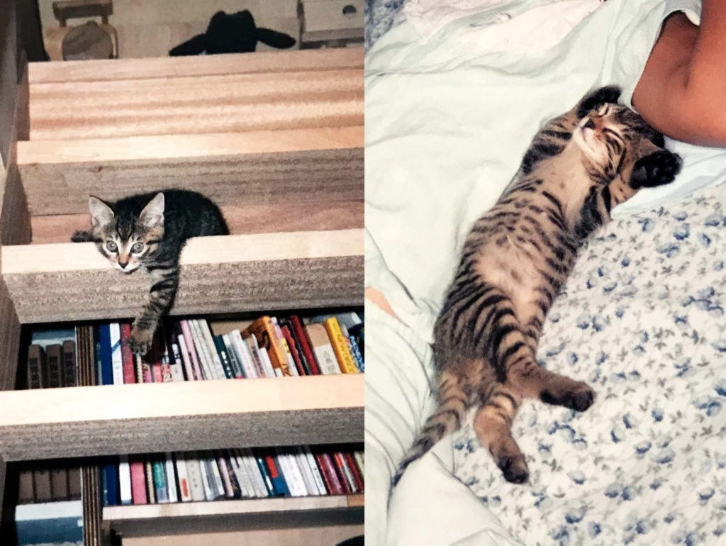 子猫たち