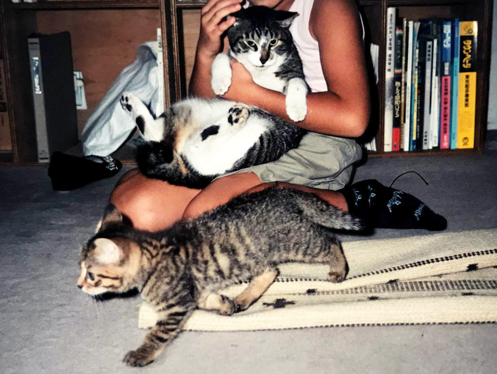 子猫と大人の猫