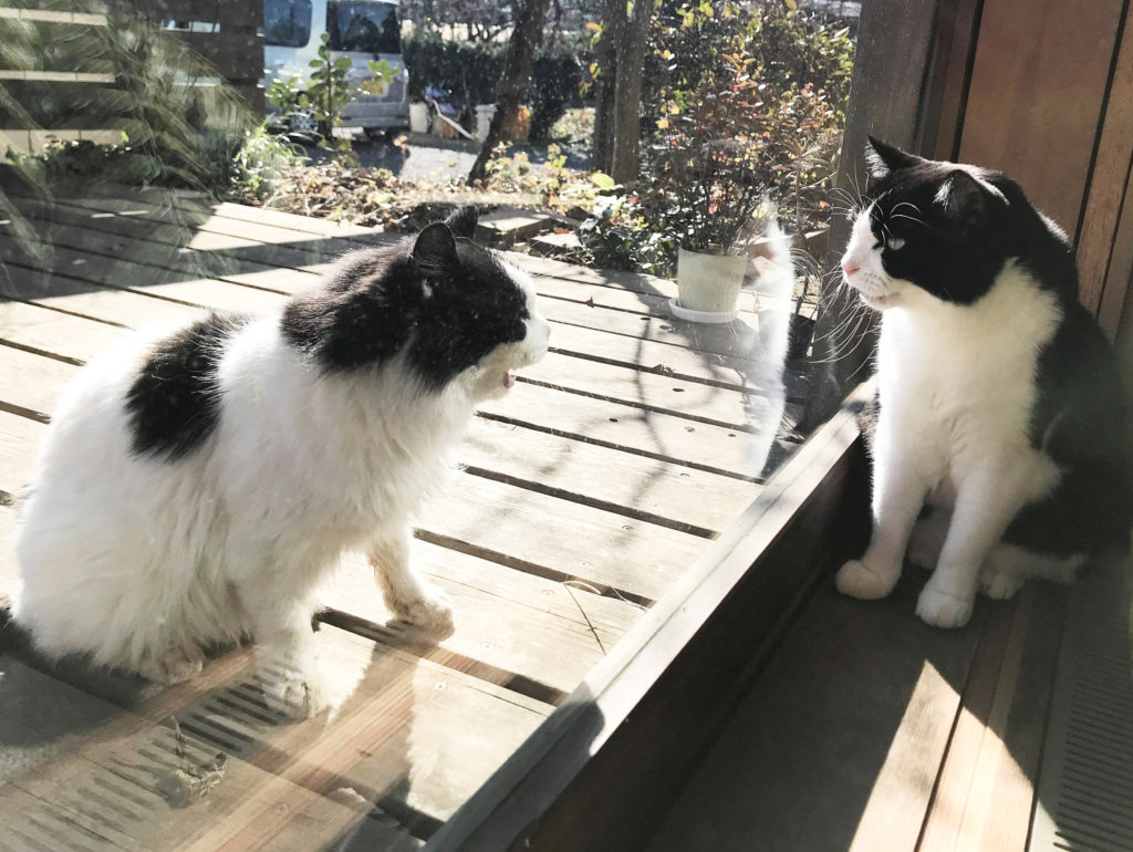 窓越しの猫たち