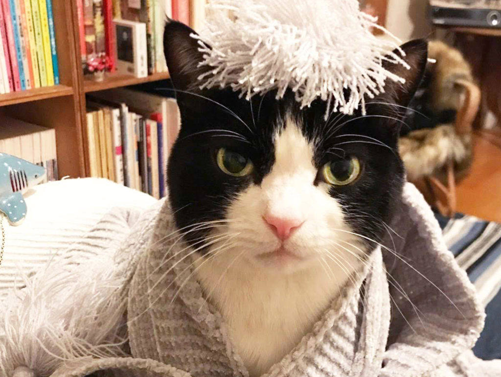 お洒落した猫