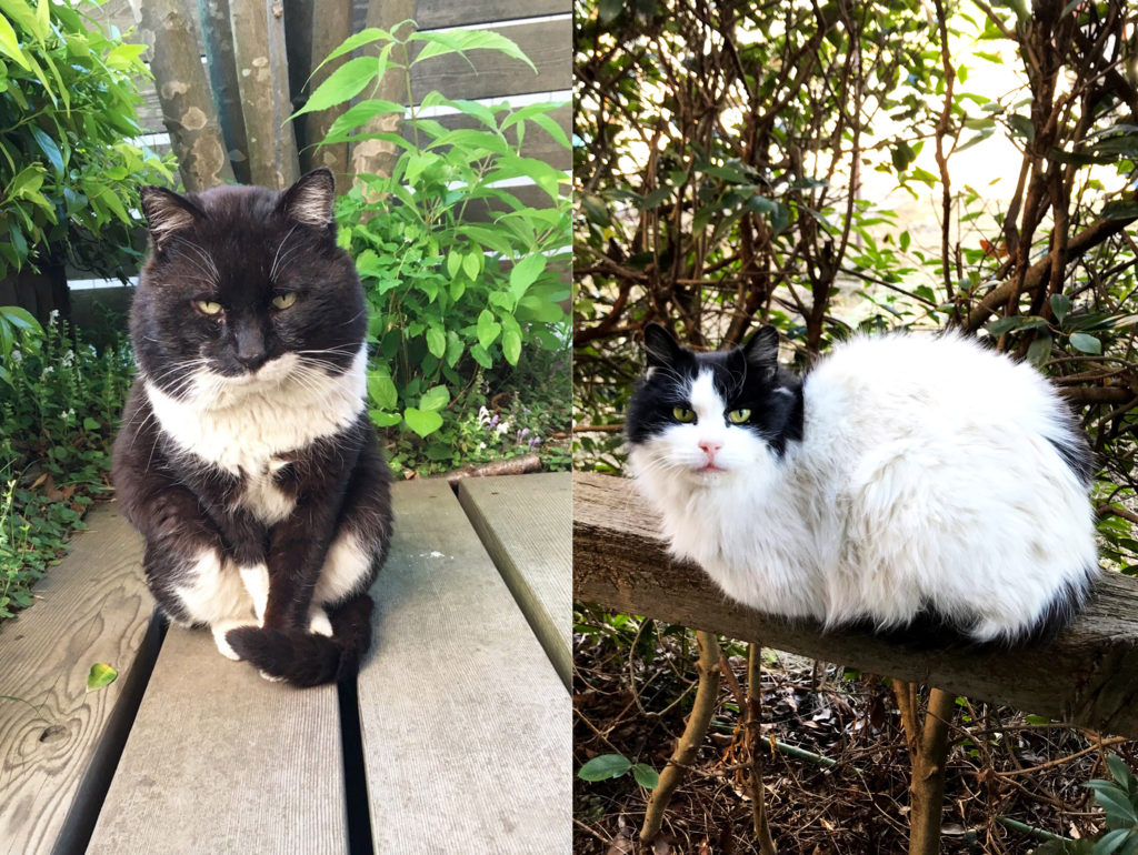 太った外猫