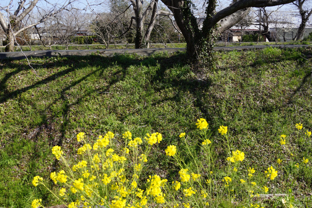 土手の菜の花