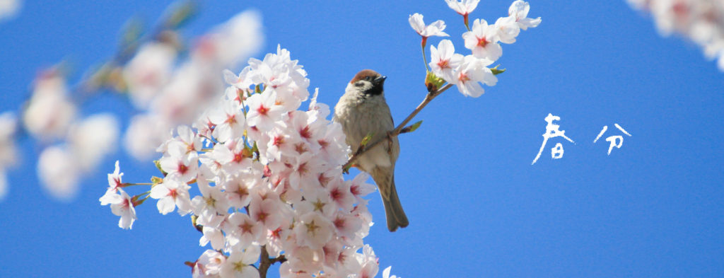 雀と桜