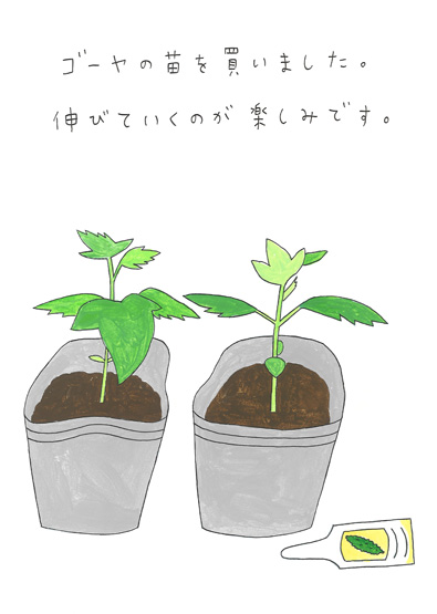 ゴーヤの苗を植えました
