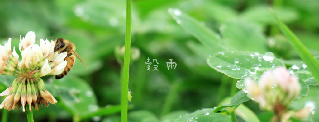 穀雨