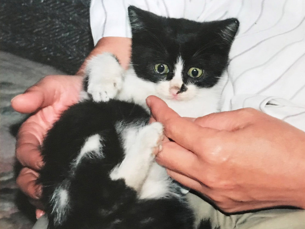 抱っこされる子猫