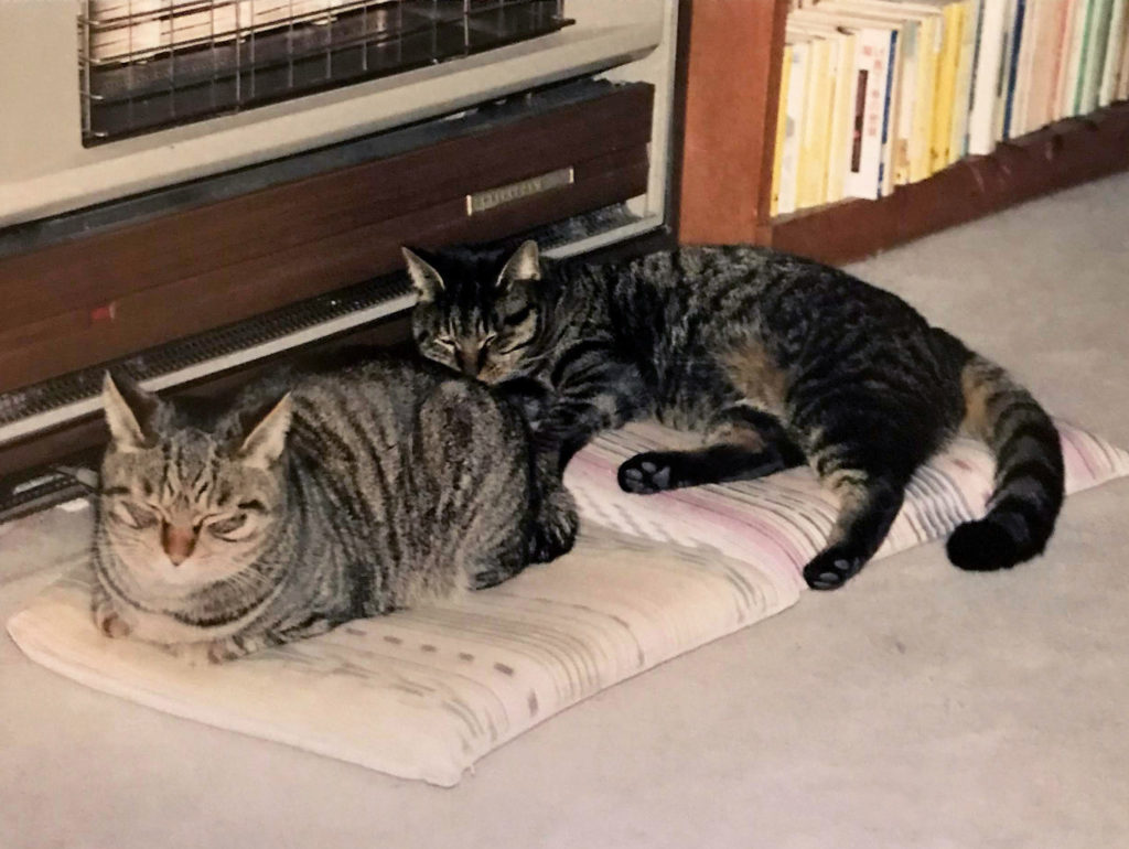 ストーブで温まる猫
