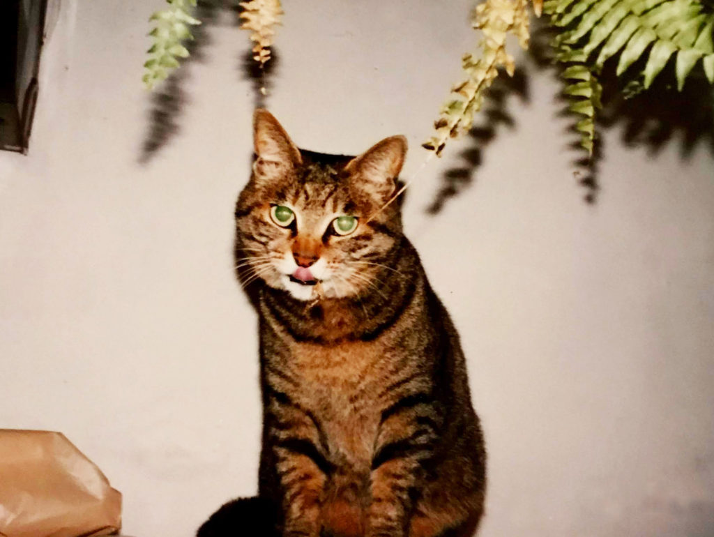 テヘペロ猫