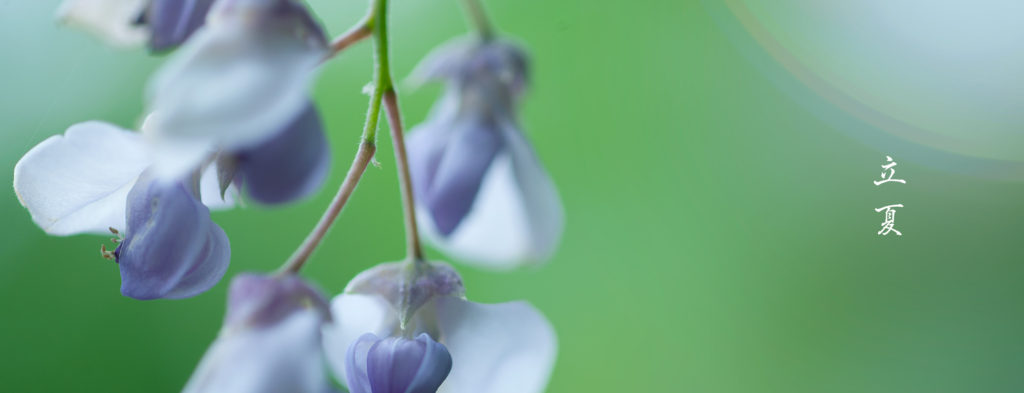 立夏藤の花
